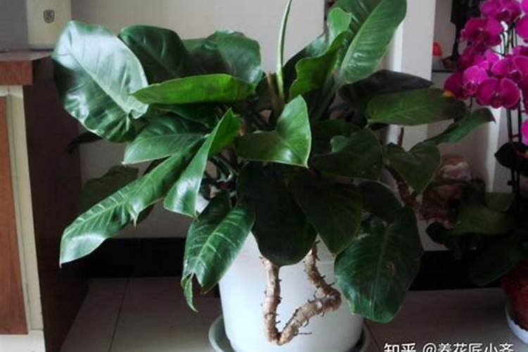 旱金莲不开花怎么办,喷洒药剂施加磷钾肥