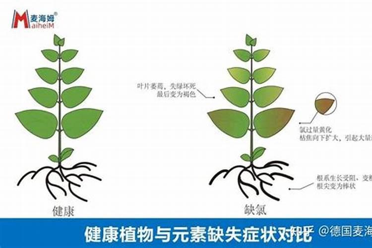 养花只长叶子不开花怎么回事  花叶子发黄用什么肥料