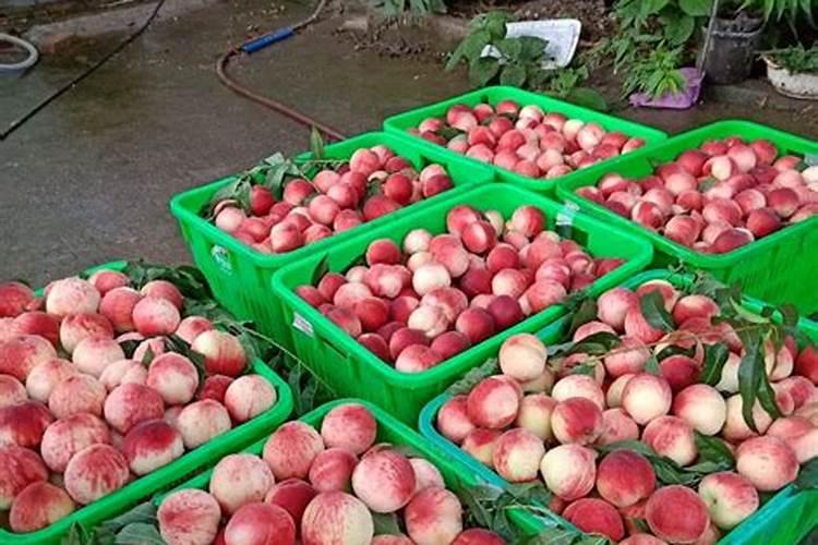 冲施肥和水溶肥哪个好