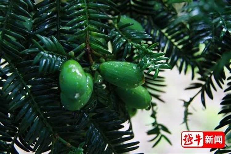 香榧树现在用什么药(治虫杀菌保坐果)