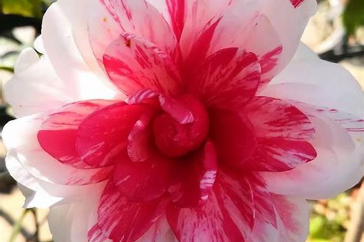 铵态氮肥有什么特点