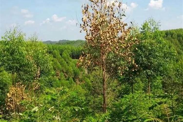 蚯蚓粪比牛粪有机肥贵值得买吗