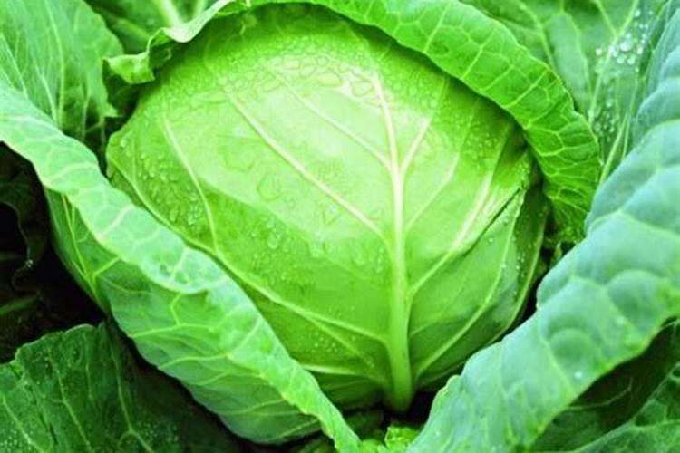种植甘蓝不结球是哪些原因造成的？如何防治甘蓝不结球现象？