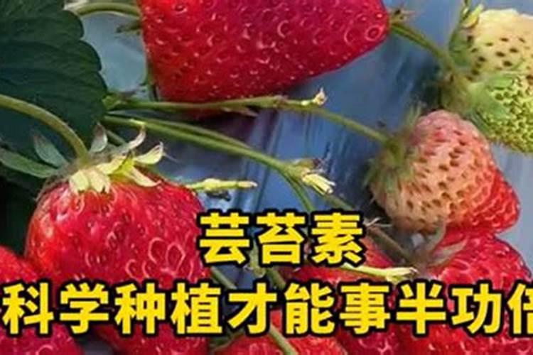 有一种盆栽叶子很厚墨绿色的有点像橡皮树的有树杆不是黑金刚是什么名字...