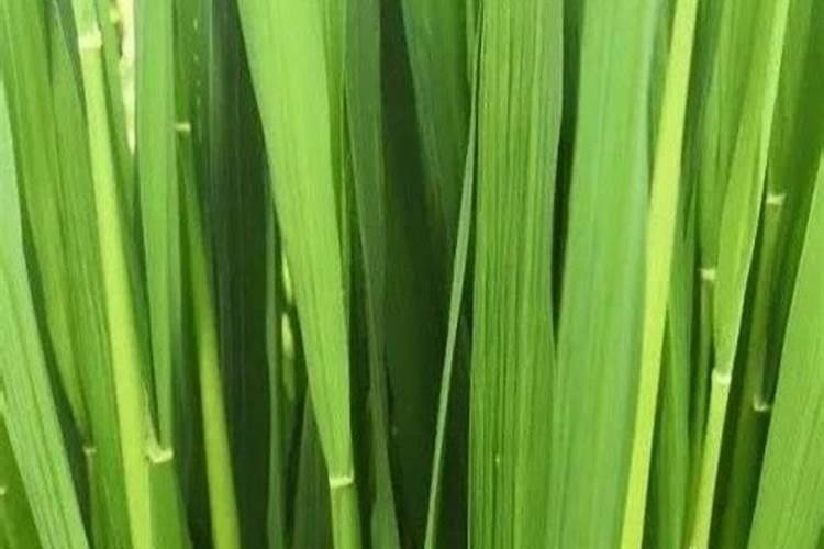 糯稻抽穗期施什么肥好？