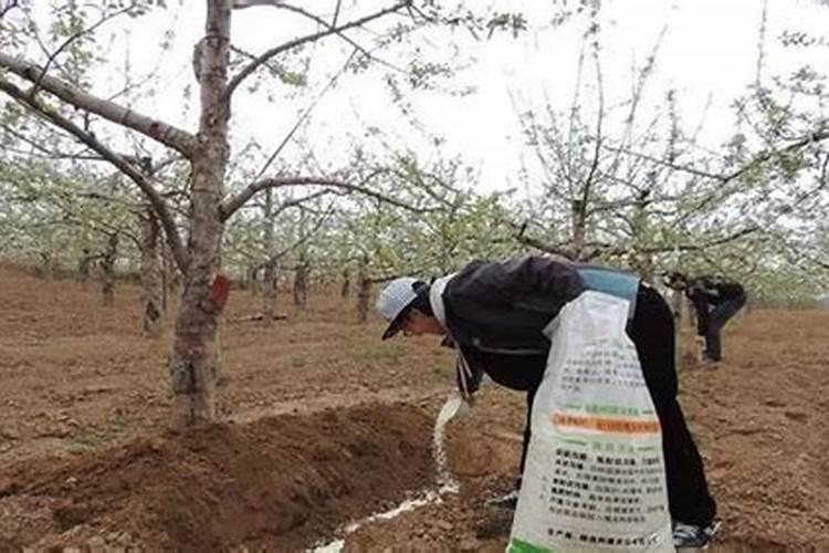苹果树上什么肥料好