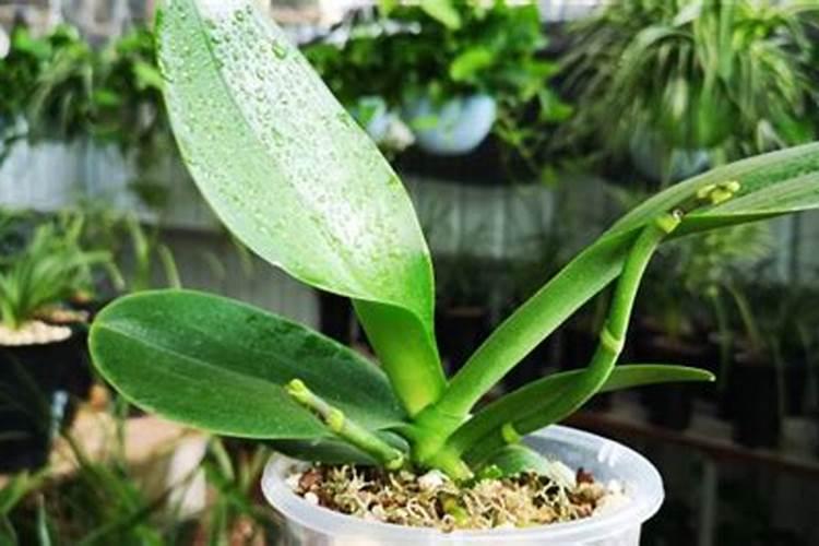 月季的施肥时间及方法是什么