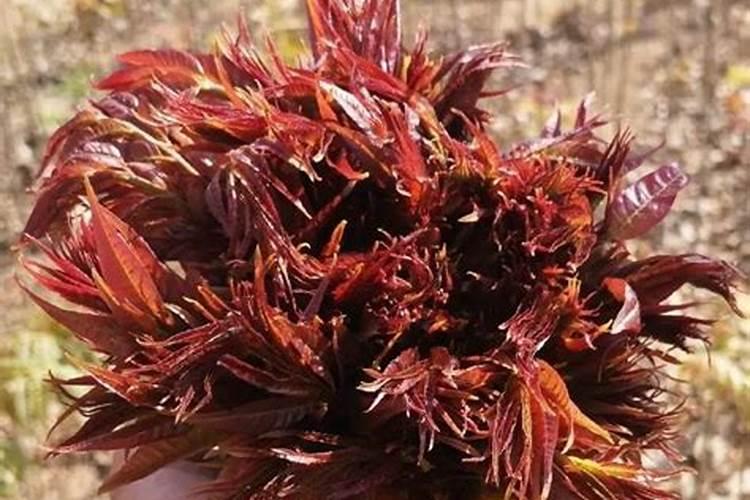 香椿需要什么肥料