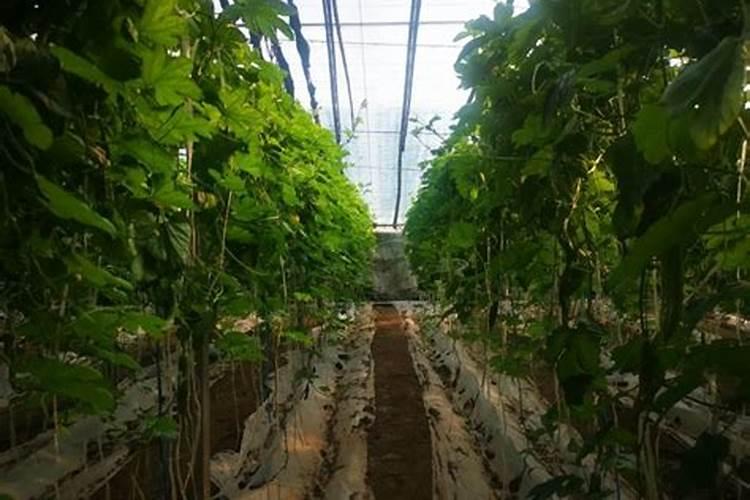 叶面喷施氨基酸钙果树专用肥多少钱一瓶