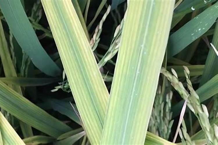 草莓什么时候冲高钾肥？草莓用什么水溶肥？