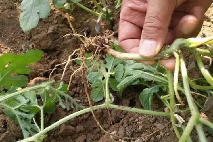 西瓜种尿素可以吗？