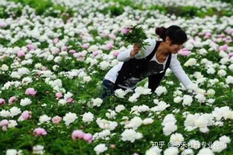 白芍田间管理技术 白芍施肥技巧有哪些