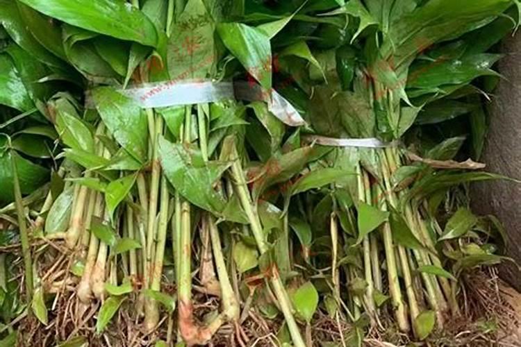 大豆开花期能打叶面肥吗