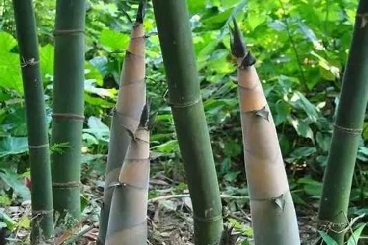 浮萍怎么养 下面和大家仔细的说一下