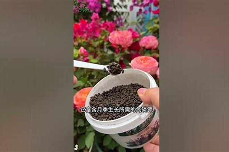 春季月季如何施肥