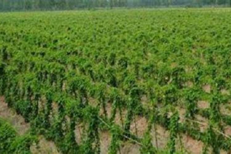 麻山药67月多久施肥一次