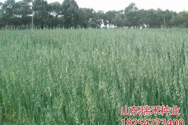 桔子树什么时候施肥最好