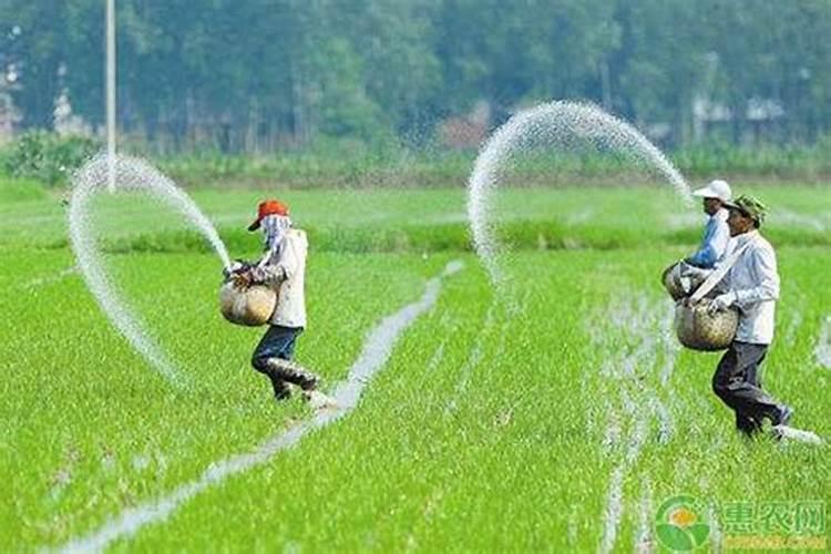 水稻什么时候施钾肥,水稻施钾肥方法