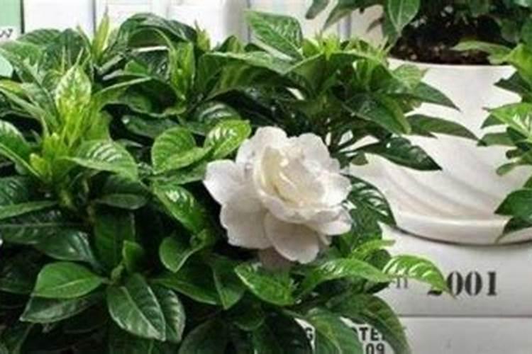 栀子花买回来一直不开花,就花苞但是不开花？