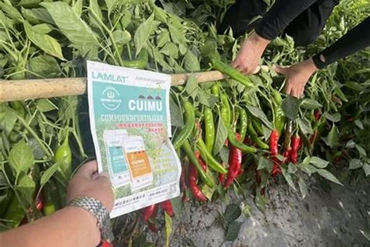 杜鹃花施肥要点