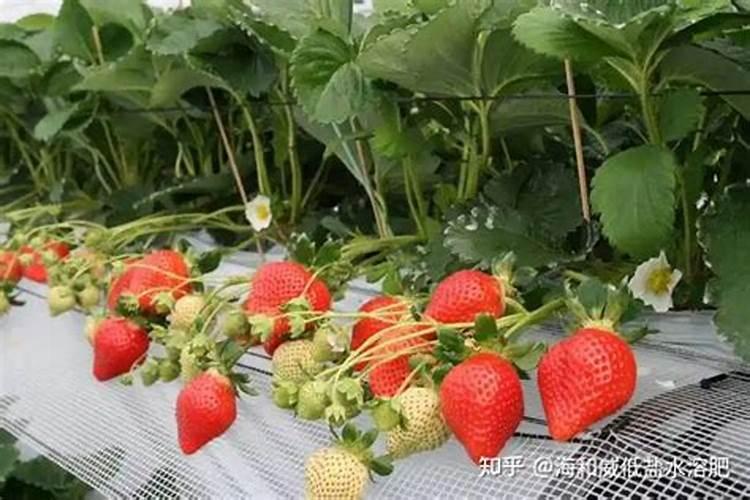 百香果追肥用什么肥料好？百香果用哪种水溶肥能增产？百香果如何施肥？