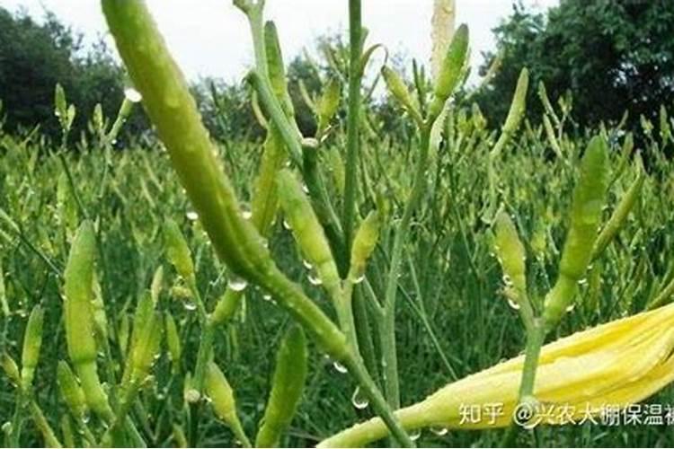 黄花菜栽培技术黄花菜什么时候种植