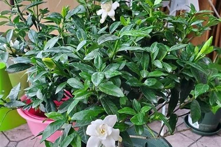 桅子花如何施肥