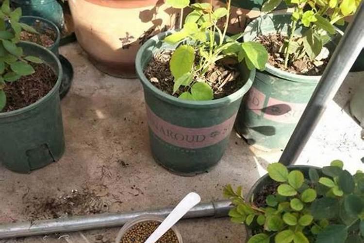 种的蒜怎么不出牙