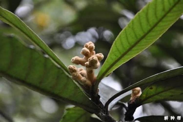 无花果施肥的正确方法