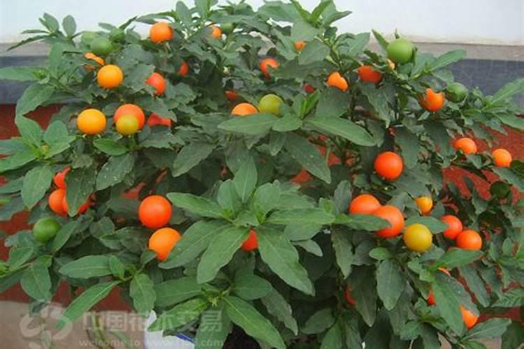 茶花施肥用什么肥料最好 用复合肥施肥长得快