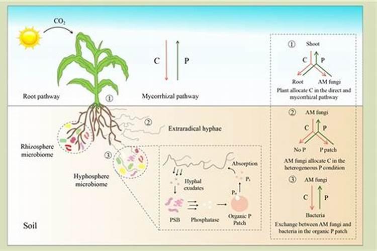 给小麦种子拌种用碧护、新美洲星、苯醚咯噻虫三者混合可以吗？