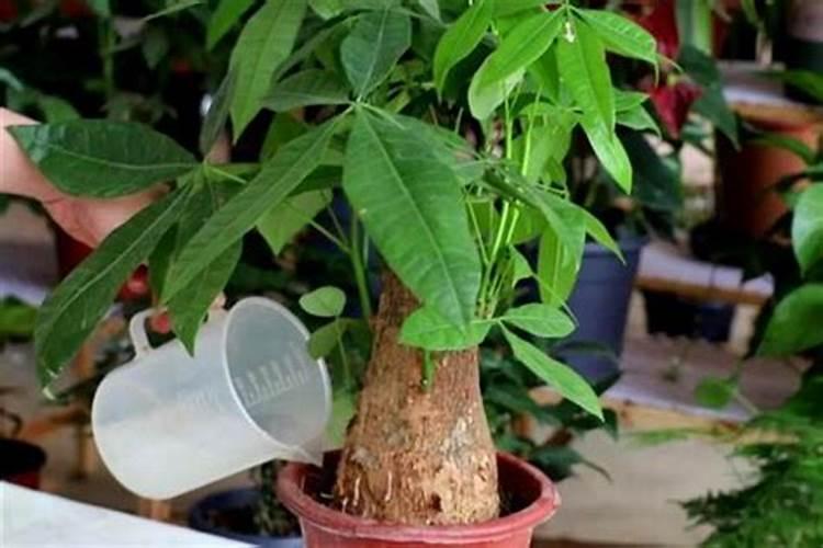 青金桔怎么泡水