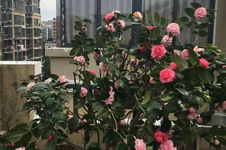 花椒用什么肥料好？