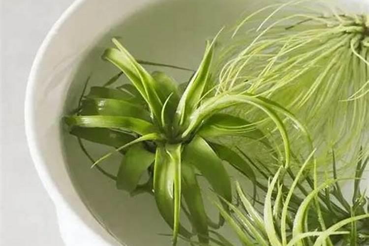 大棚种蔬菜用什么肥料长的快