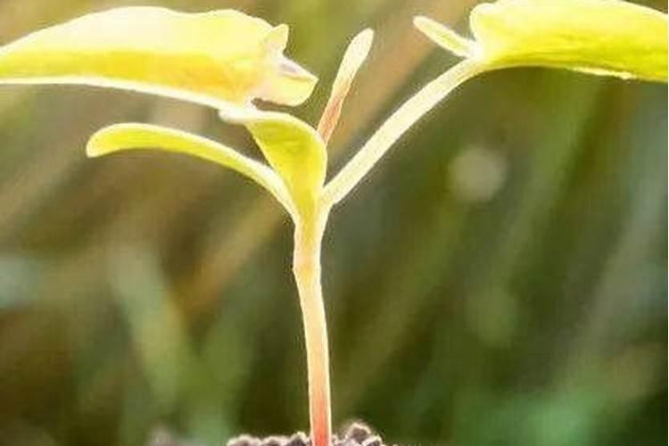 葫芦开花结果要多久？