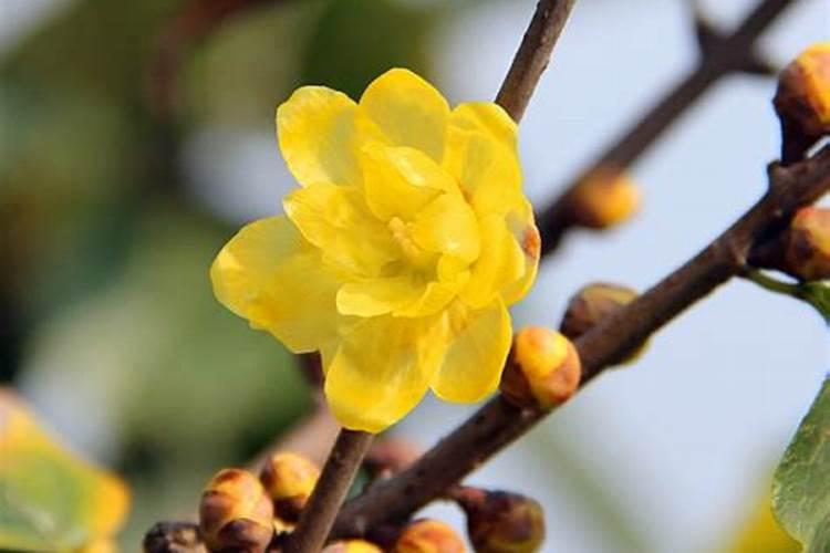 腊梅夏季要怎么管理？