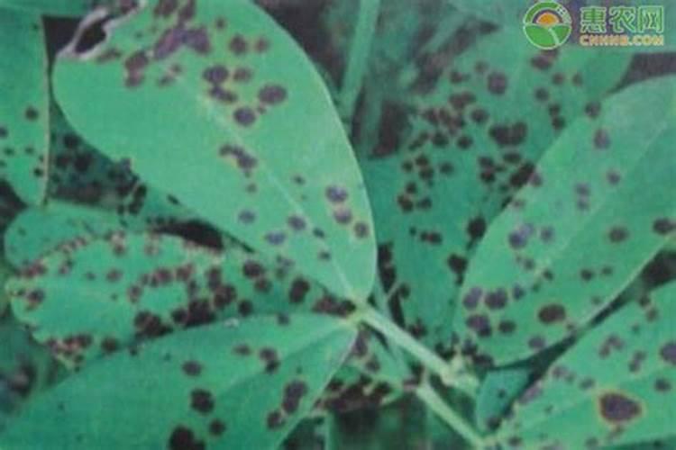 核桃树褐斑病用哪种杀菌剂好