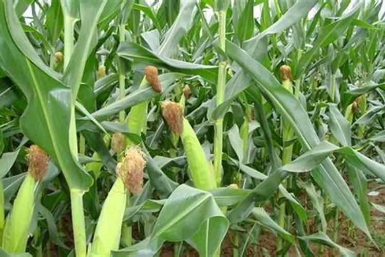 芋头怎样种植才高产