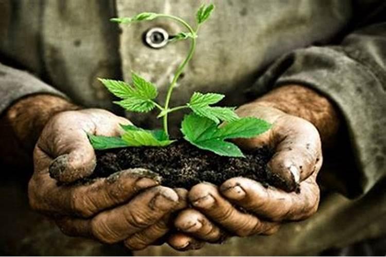 结果柑橘树要怎样施肥？