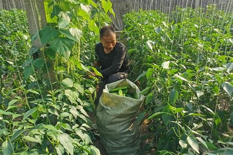 施可丰生产的颗粒硼有≥10%的吗？