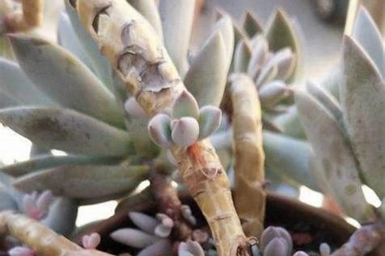 泰安聚丰农业科技发展有限公司怎么样？