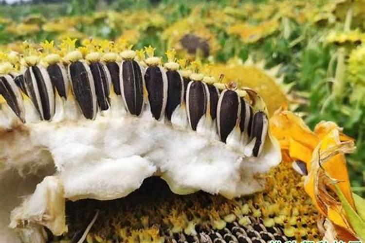 最近菜价暴涨,背后的原因究竟是什么,价格何时才能恢复正常？