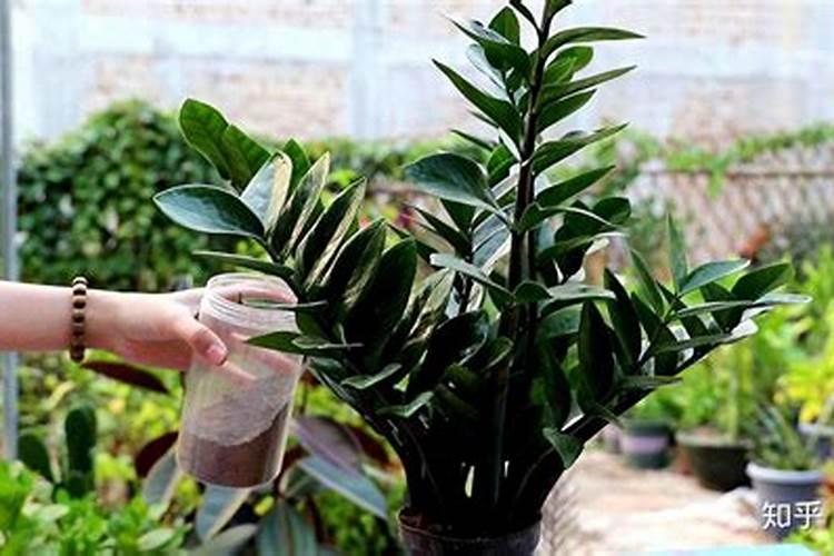 月季花施肥方法 怎样给月季花施肥