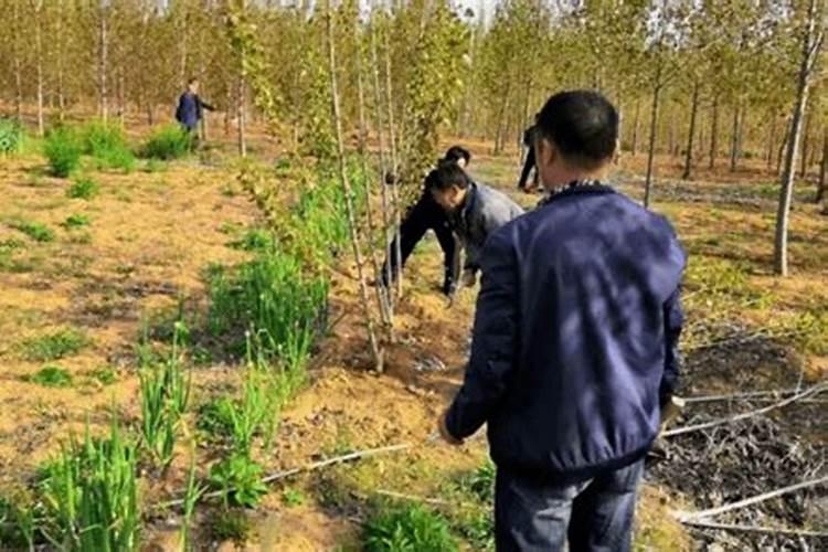 脐橙全年施肥时间表