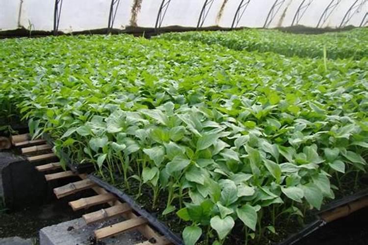 玉米在那个阶段追肥效果最好