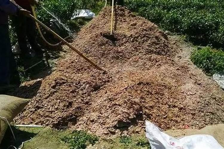 兰花要怎么种植