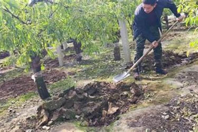 冬枣什么时候施硝酸钾最好？