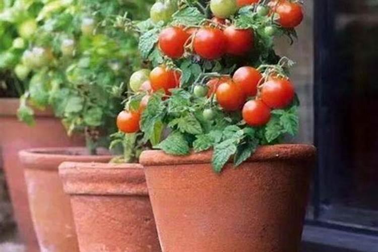 番茄施用叶面肥的注意事项和叶面肥的选择