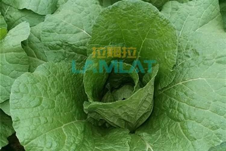 水溶肥什么牌子的最好最安全