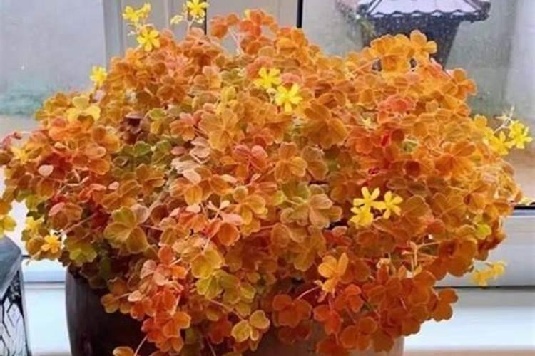 酢浆草春天发芽慢？那是埋太深啦!5个种植技巧,开花多长得好